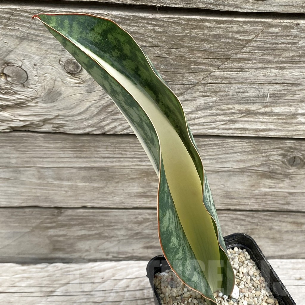 SH6555 Sansevieria ‘Masoniana’ white - Image 2