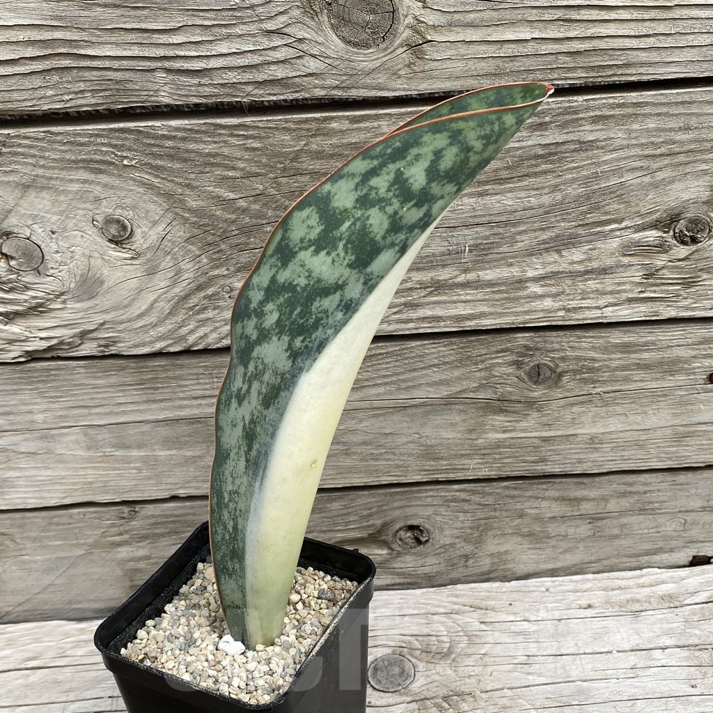 SH6555 Sansevieria ‘Masoniana’ white - Image 3