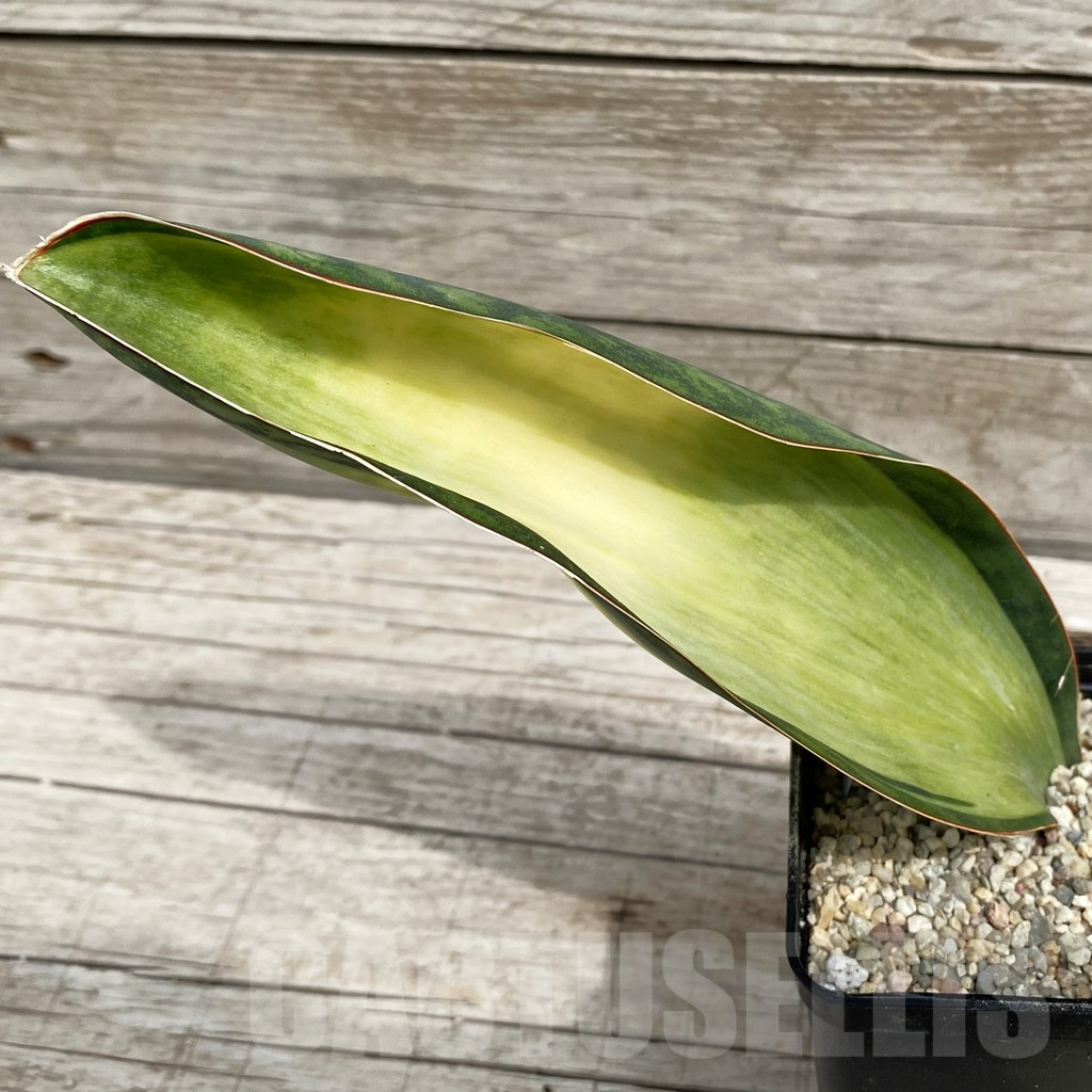 SH6556 Sansevieria ‘Masoniana’ white