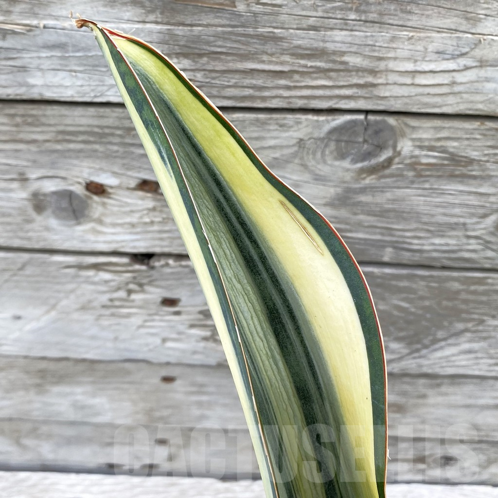 SH6538 Sansevieria ‘Masoniana’ white
