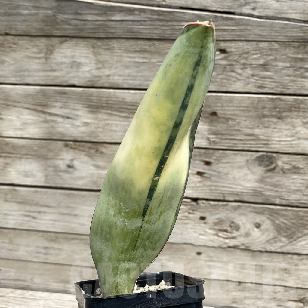 SH6556 Sansevieria ‘Masoniana’ white - Imagen 2