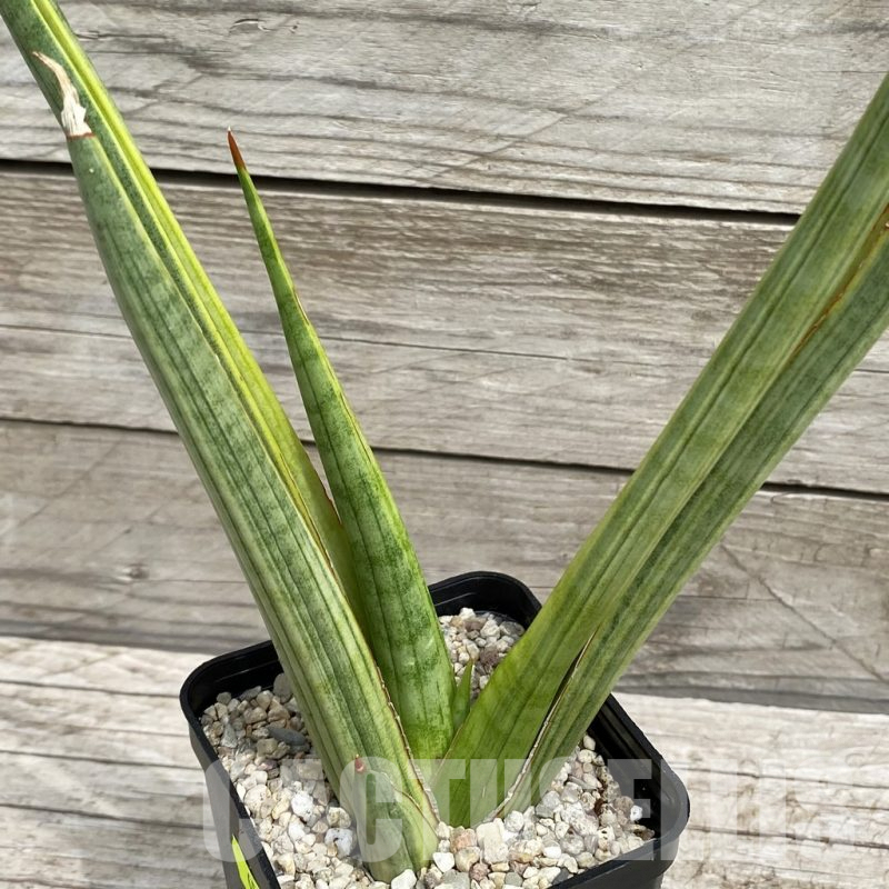 SH6557 Sansevieria ‘Royal Crown’ f. variegata