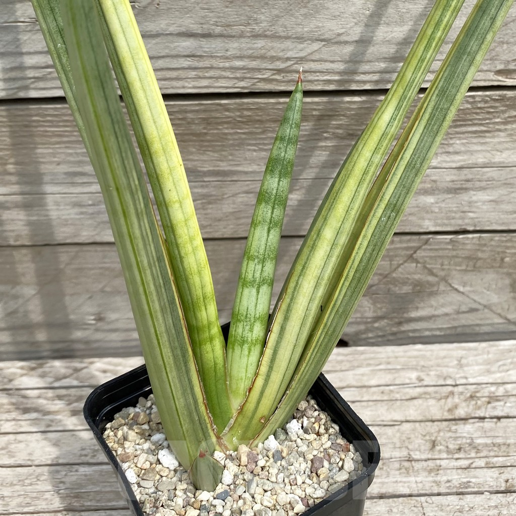 SH6558 Sansevieria ‘Royal Crown’ f. variegata