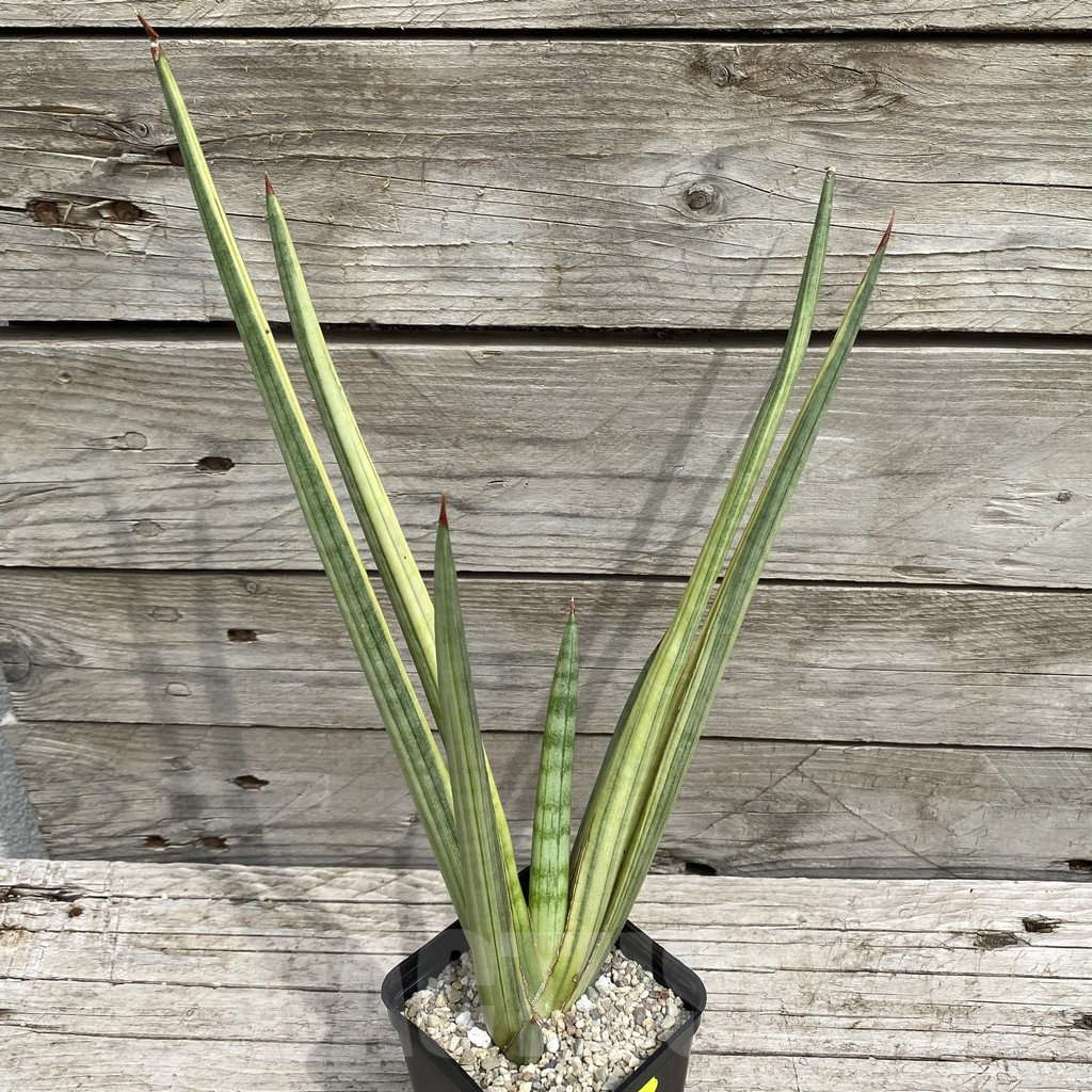 SH6558 Sansevieria ‘Royal Crown’ f. variegata - Image 2