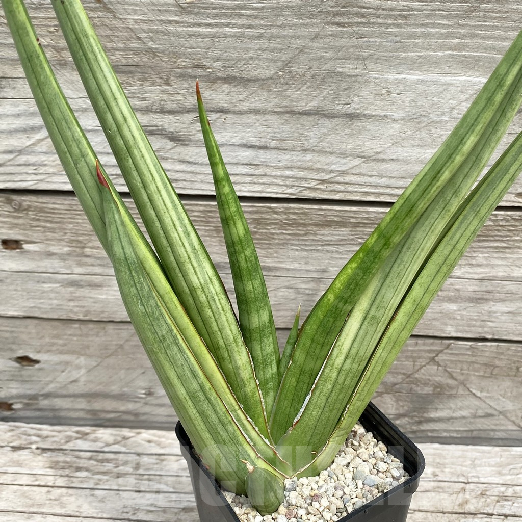 SH6559 Sansevieria ‘Royal Crown’ f. variegata