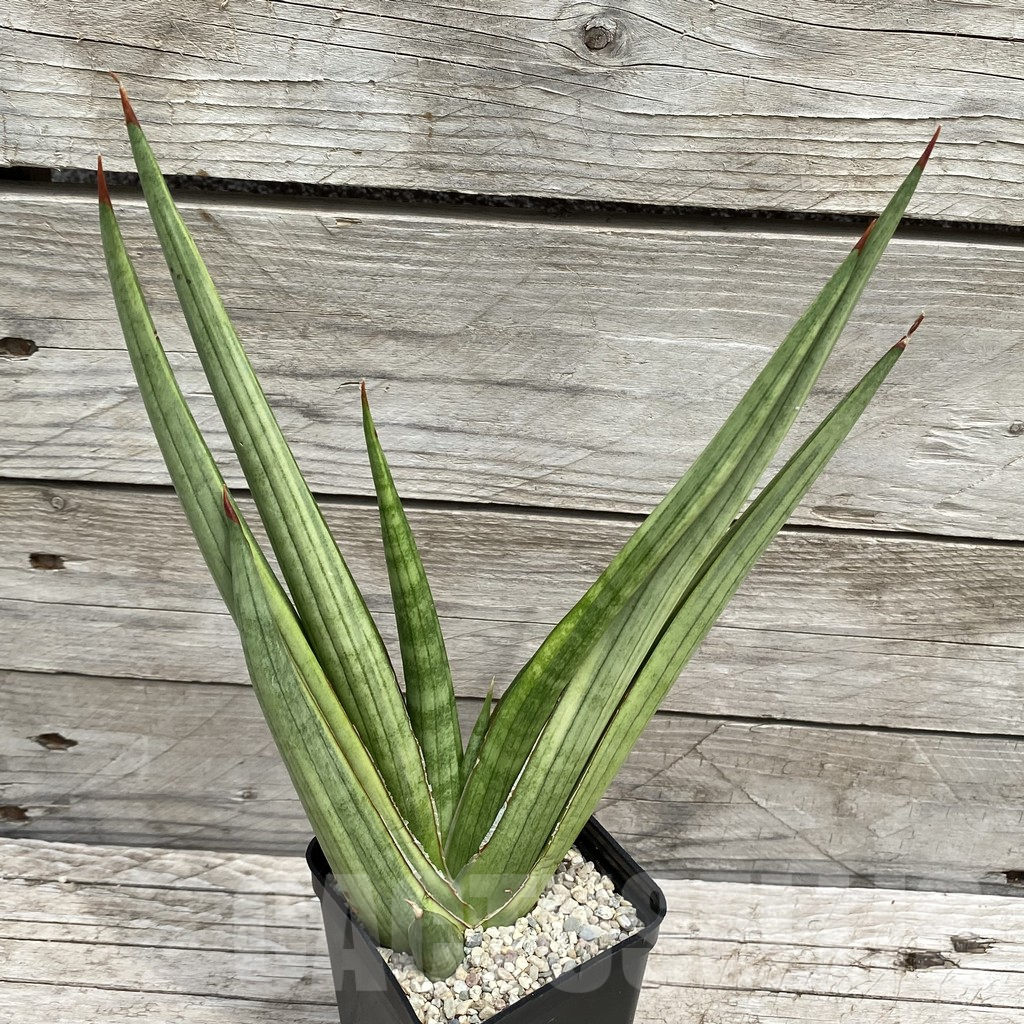 SH6559 Sansevieria ‘Royal Crown’ f. variegata - Image 2