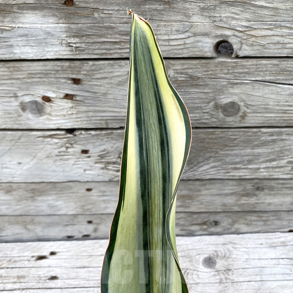 SH6538 Sansevieria ‘Masoniana’ white - Imagen 3