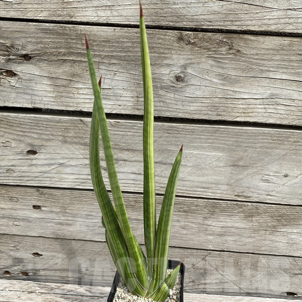 SH6560 Sansevieria ‘Royal Crown’ f. variegata - Image 2