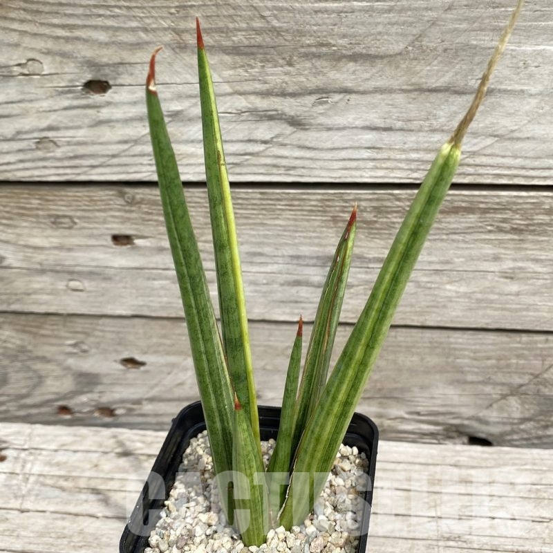 SH6561 Sansevieria ‘Royal Crown’ f. variegata