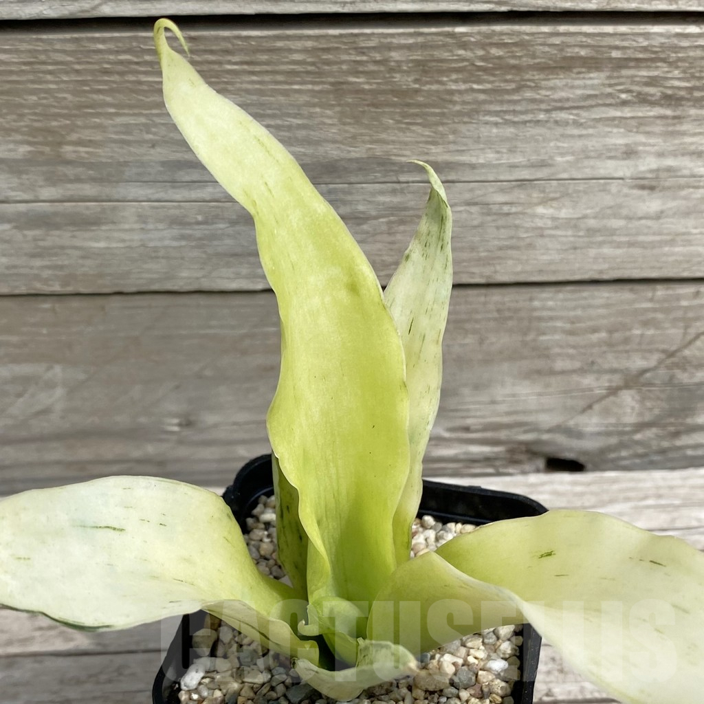 SH6563 Sansevieria ‘Beauty Sensation’ - Image 2