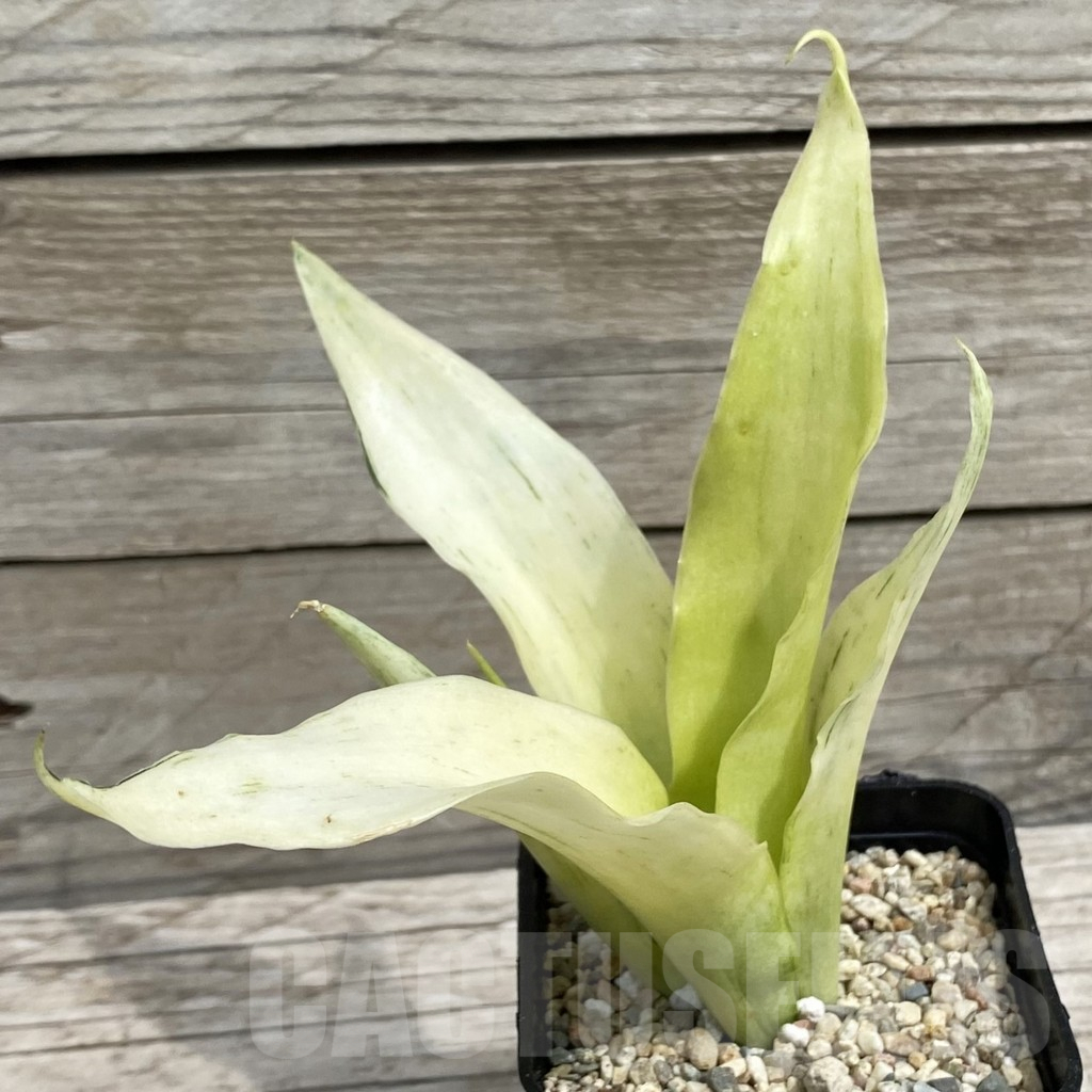 SH6563 Sansevieria ‘Beauty Sensation’