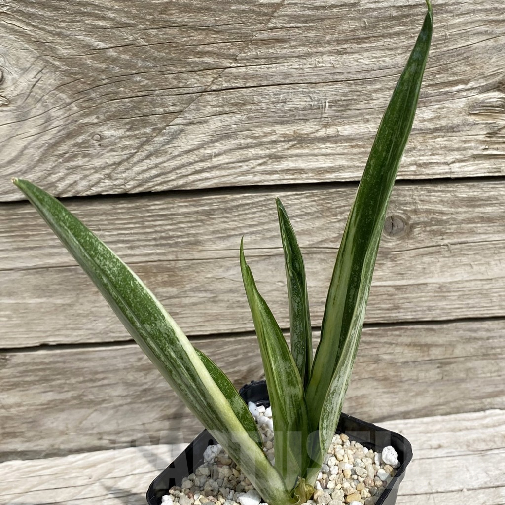 SH6564 Sansevieria ‘Beauty Sensation’ f. variegata - 画像 (2)