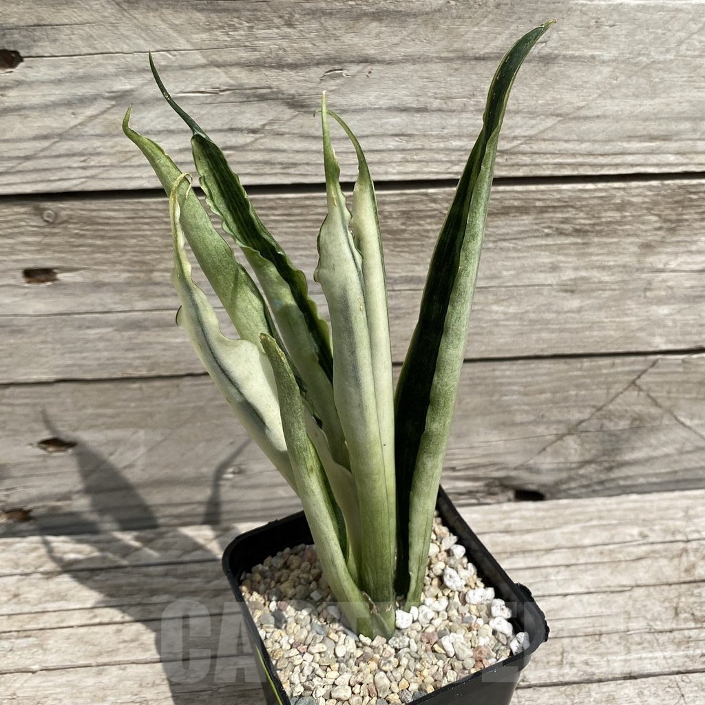 SH6565 Sansevieria ‘Beauty Sensation’ f. variegata – Image 2