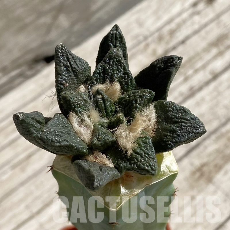 SH6632 Ariocarpus scapharostrus hybrid, grafted