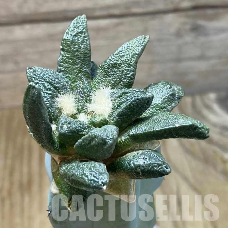 SH6633 Ariocarpus scapharostrus hybrid, grafted