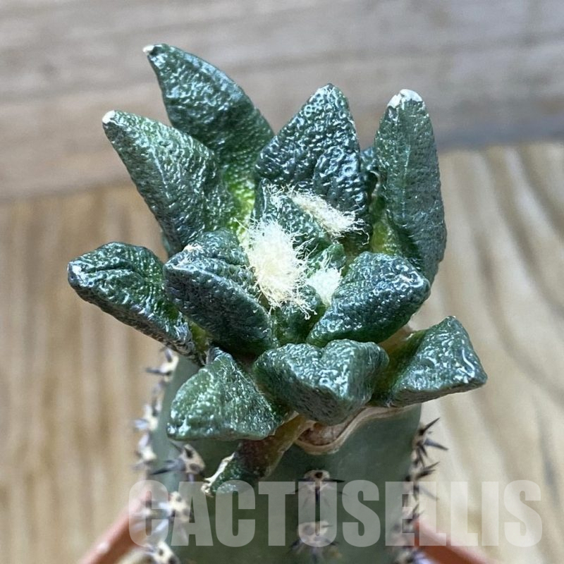 SH6634 Ariocarpus scapharostrus hybrid, grafted