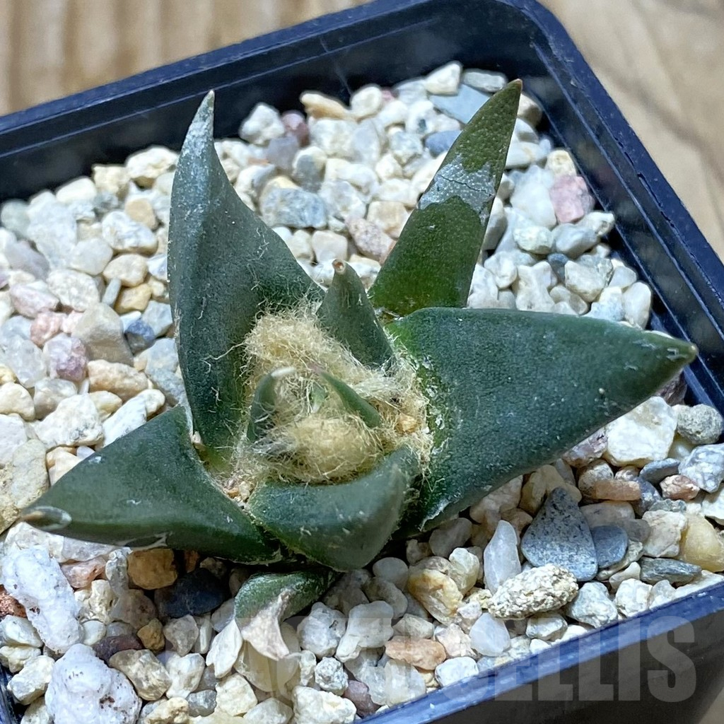 SH6636 Ariocarpus trigonus v. horacekii -Jaumah-
