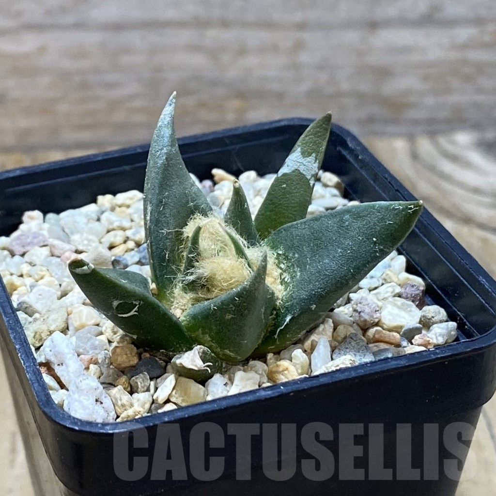 SH6636 Ariocarpus trigonus v. horacekii -Jaumah- - Image 2