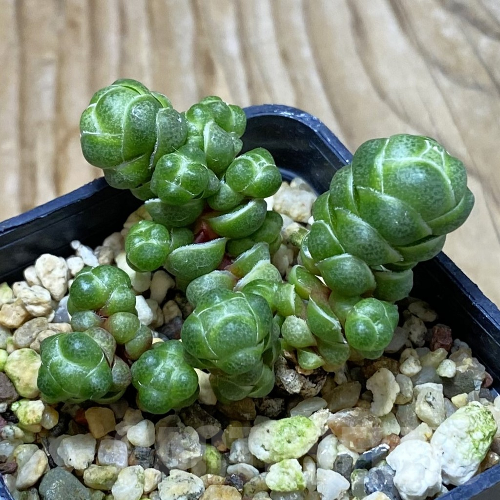 SH6642 Crassula barklyi