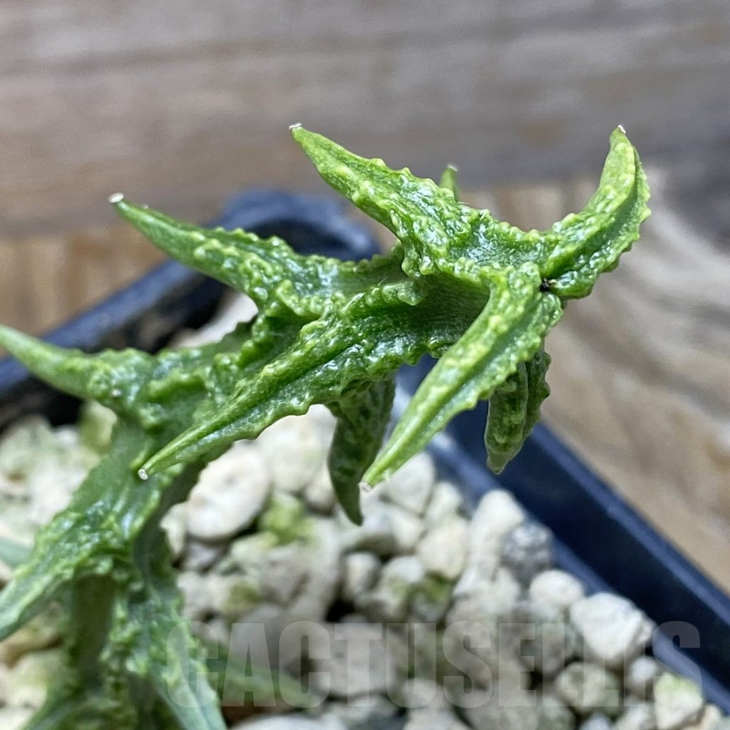 SH6643 Ceropegia simoneae ‘Green Bizarre Form’