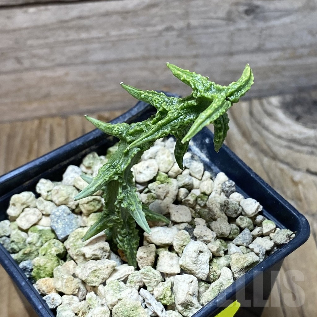 SH6643 Ceropegia simoneae ‘Green Bizarre Form’ - immagine 2