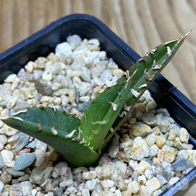 SH6647 Agave titanota ‘Sierra Mixteca’