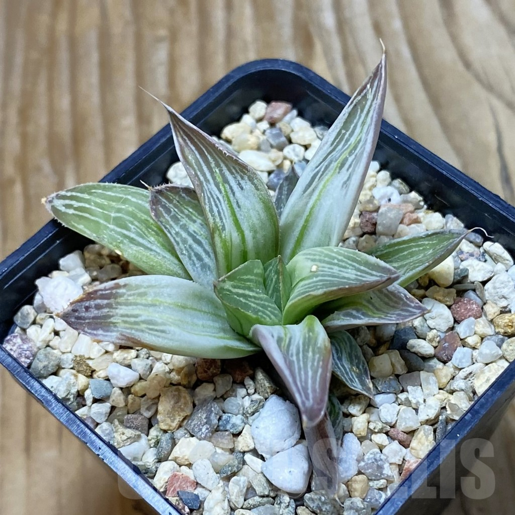 SH6648 Haworthia retusa ‘Milky Way’