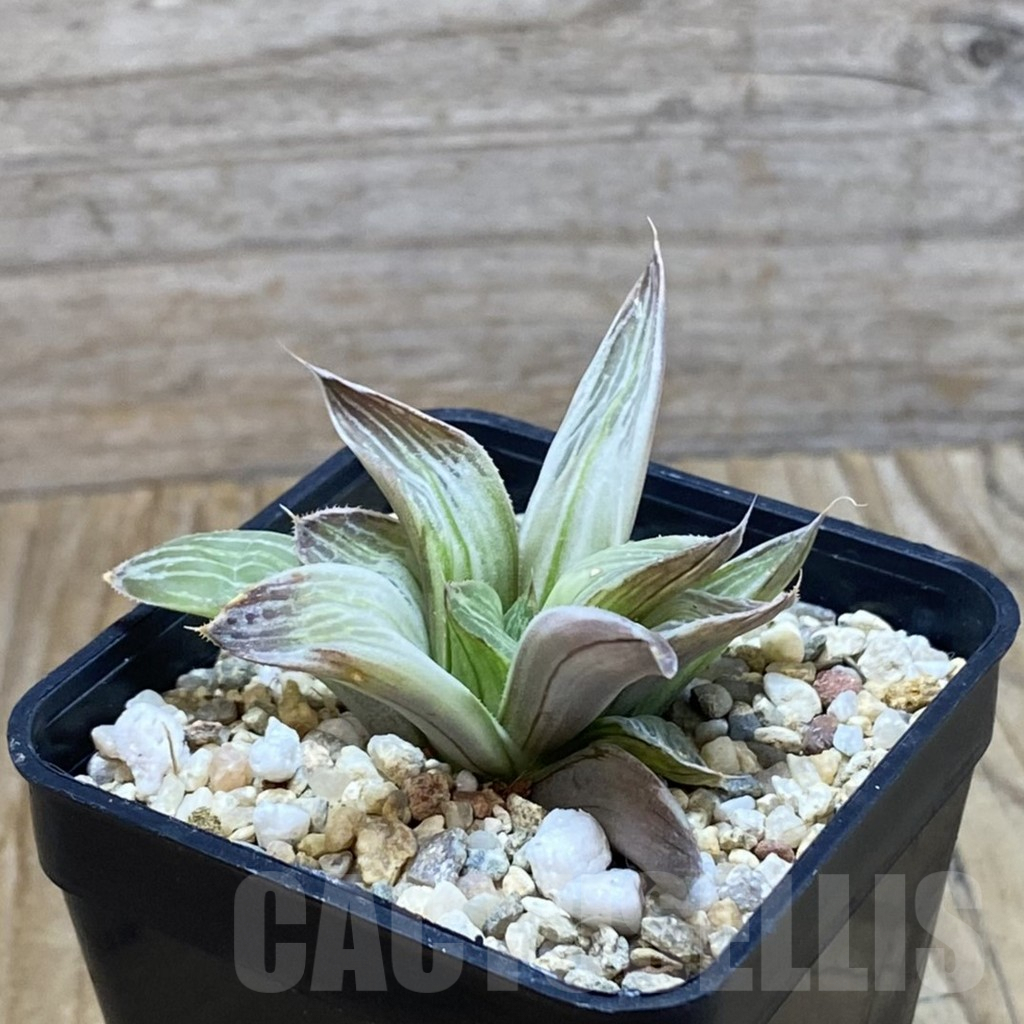 SH6648 Haworthia retusa ‘Milky Way’ - Image 2