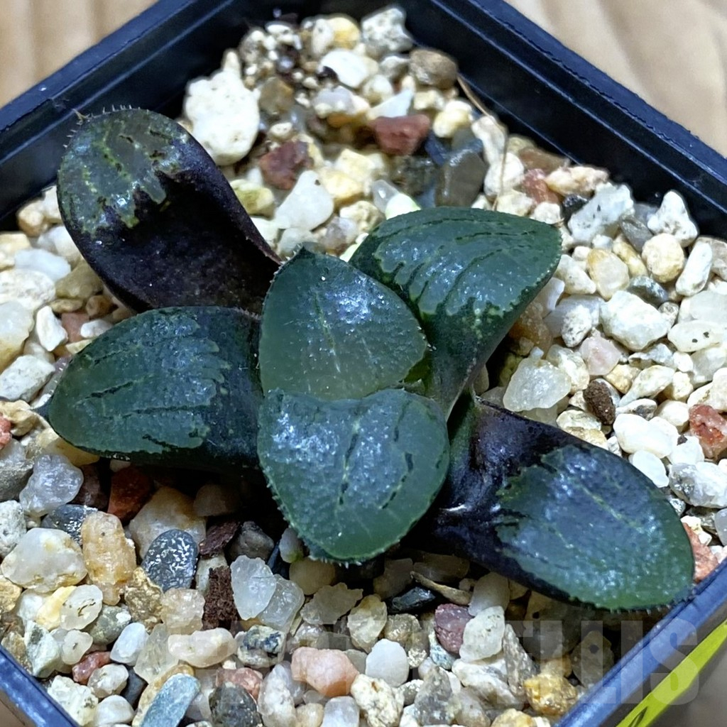 SH6650 Haworthia comptoniana x springbokvlakensis