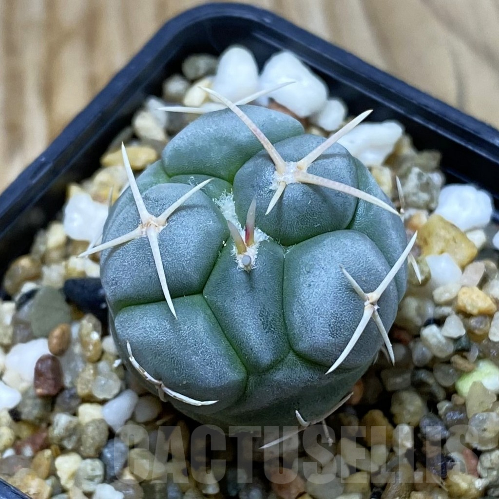 SH6651 Thelocactus hexaedrophorus v. fossulatus MG 1270.8