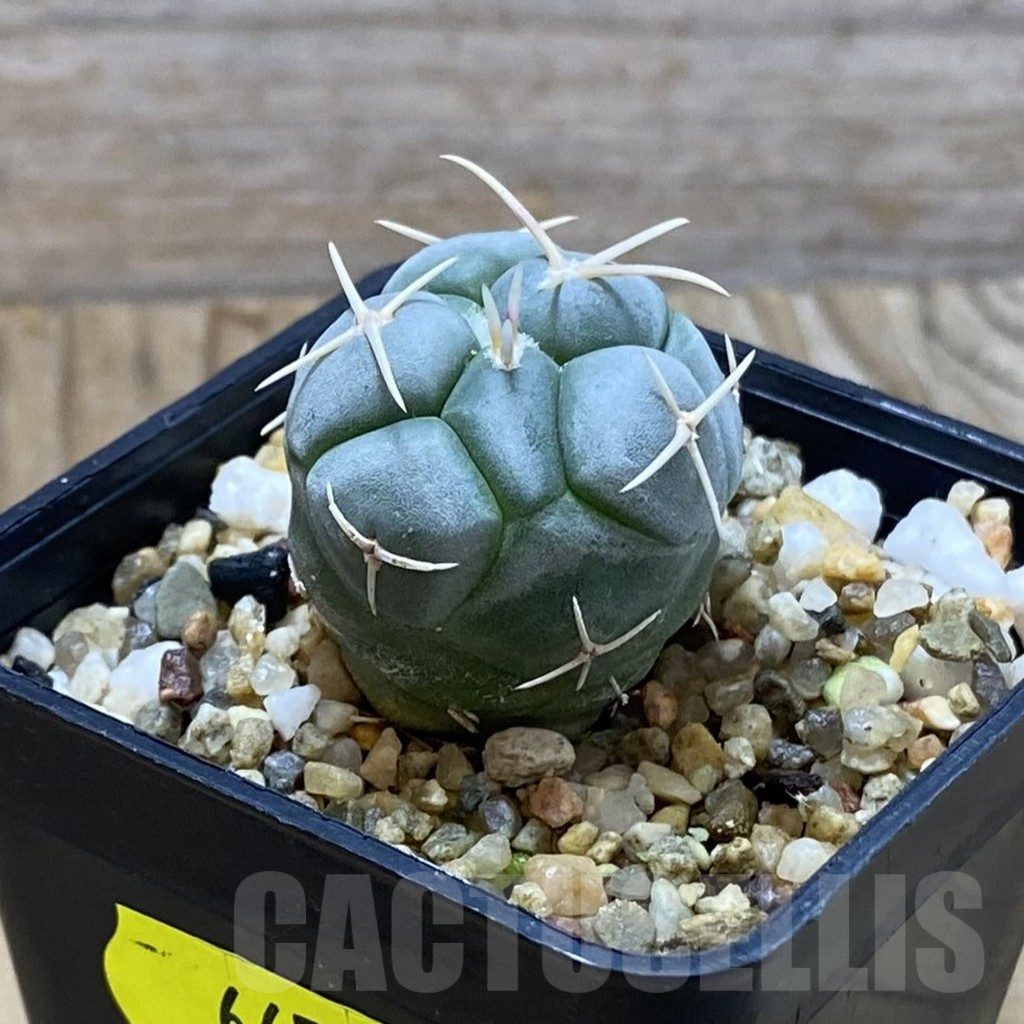 SH6651 Thelocactus hexaedrophorus v. fossulatus MG 1270.8 - Image 2