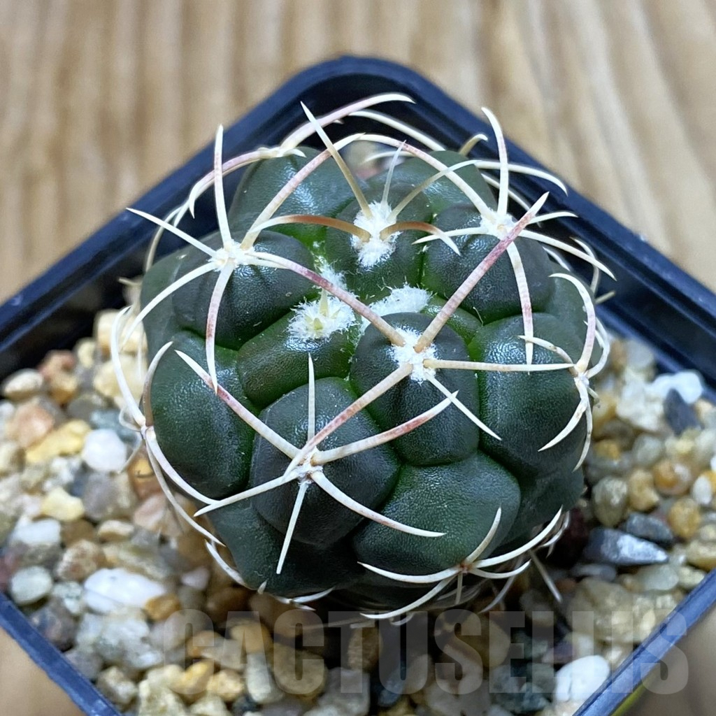 SH6653 Thelocactus hexaedrophorus