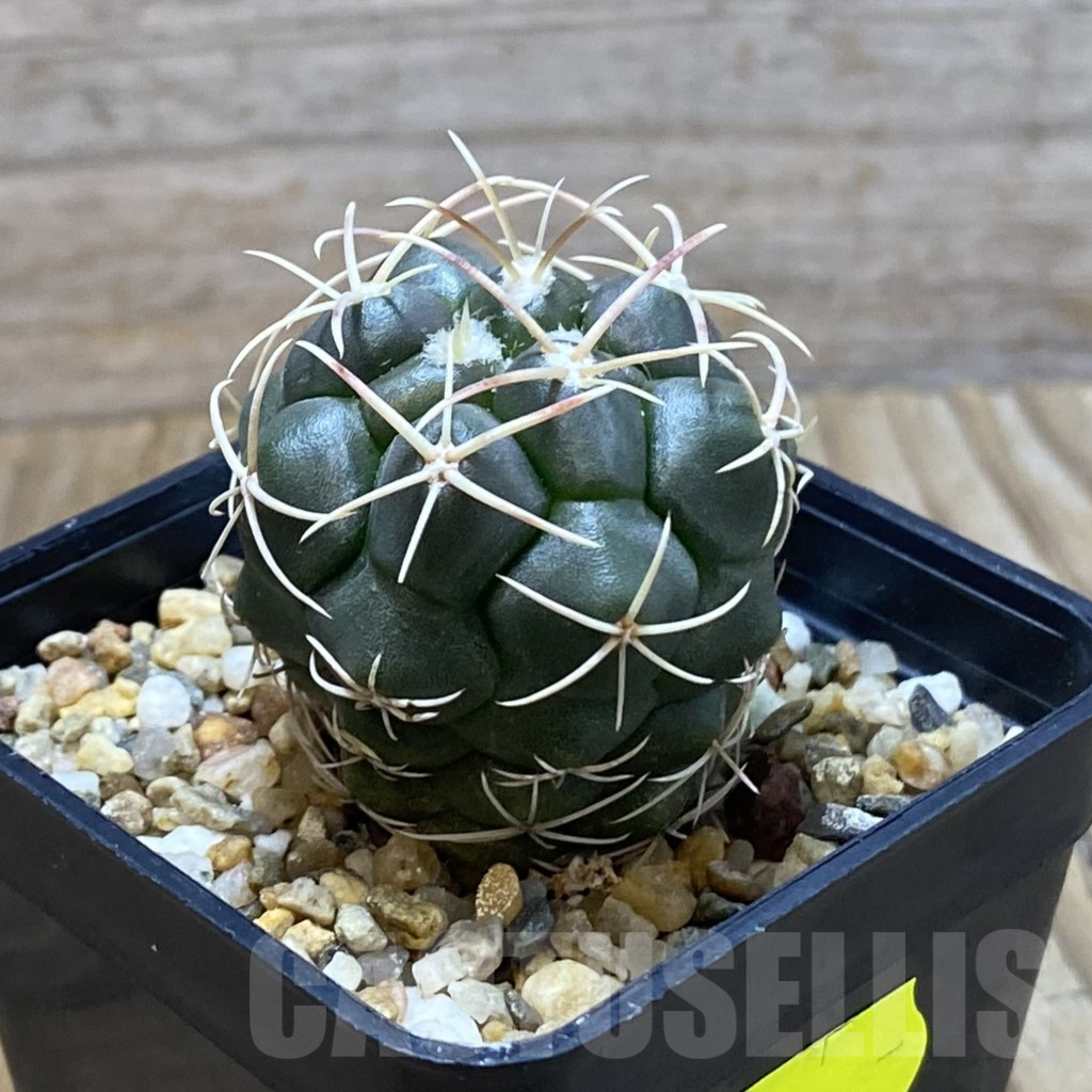 SH6653 Thelocactus hexaedrophorus - immagine 2
