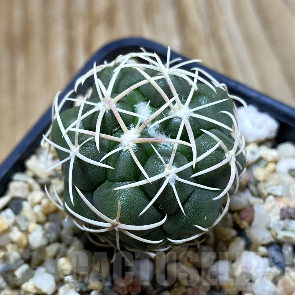 SH6654 Thelocactus hexaedrophorus