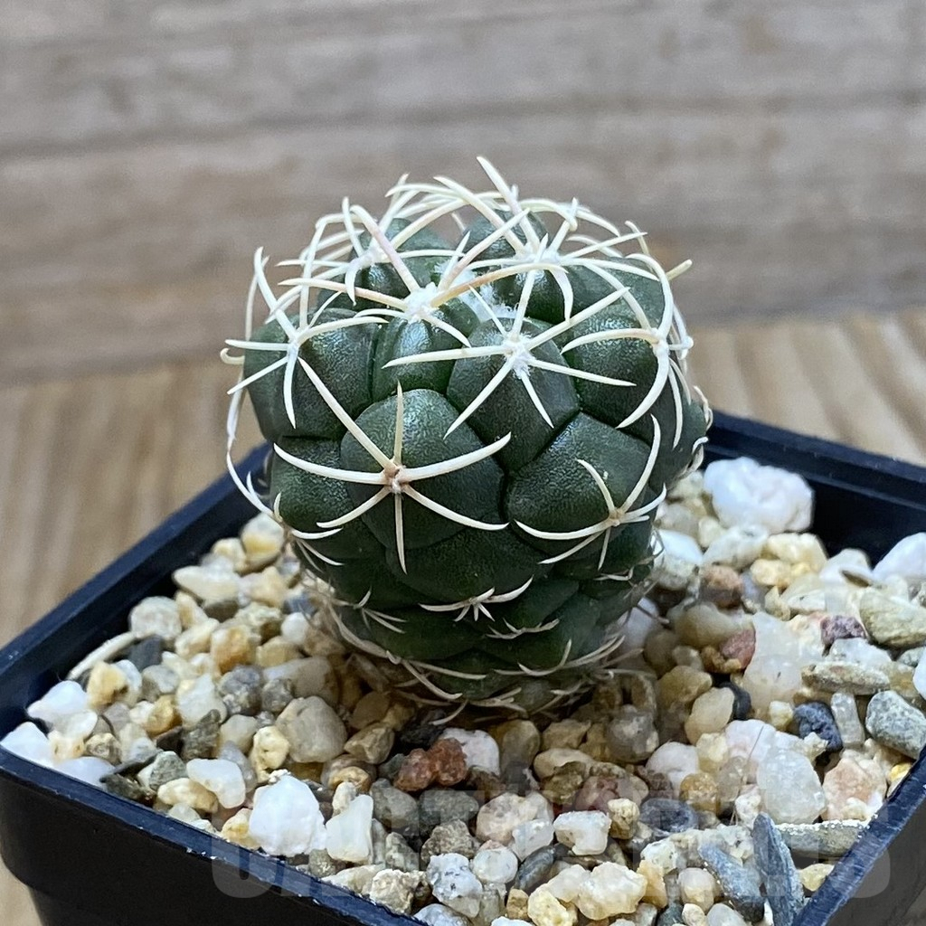 SH6654 Thelocactus hexaedrophorus - immagine 2