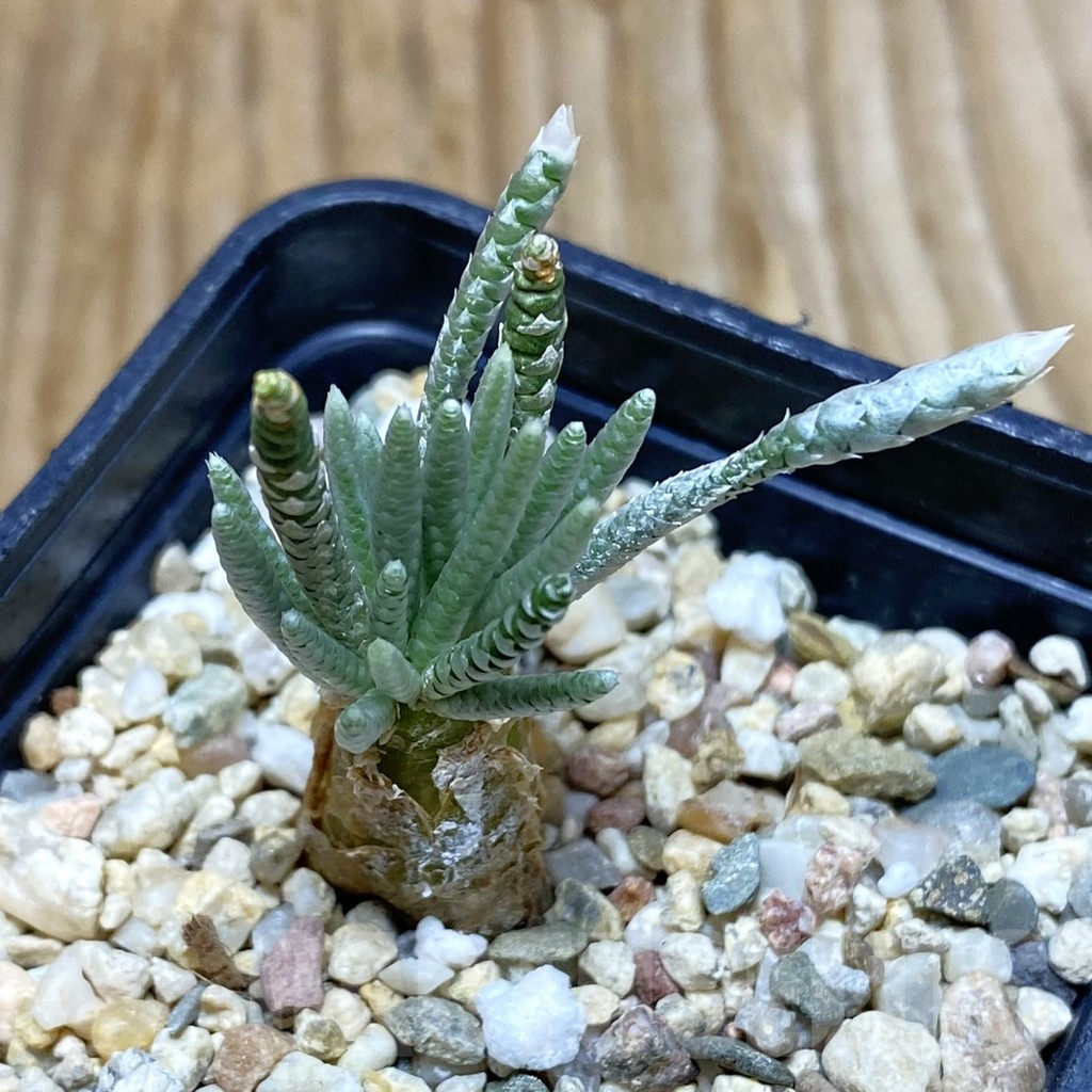 SH6656 Avonia quinaria, pink flower