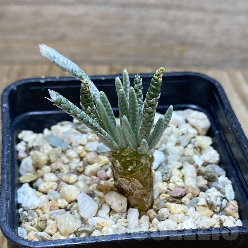 SH6656 Avonia quinaria, pink flower - Image 2