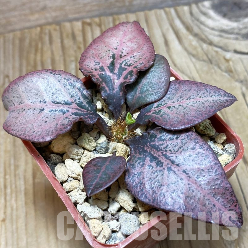 SH6603 Euphorbia francoisii hybrid