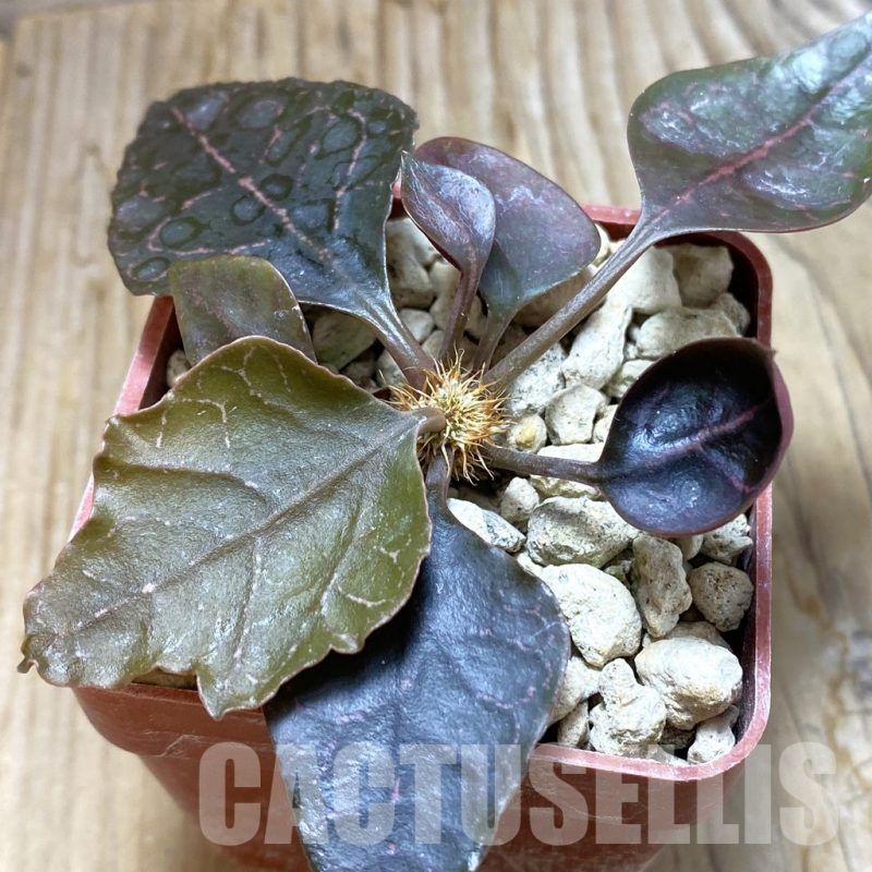 SH6605 Euphorbia francoisii hybrid