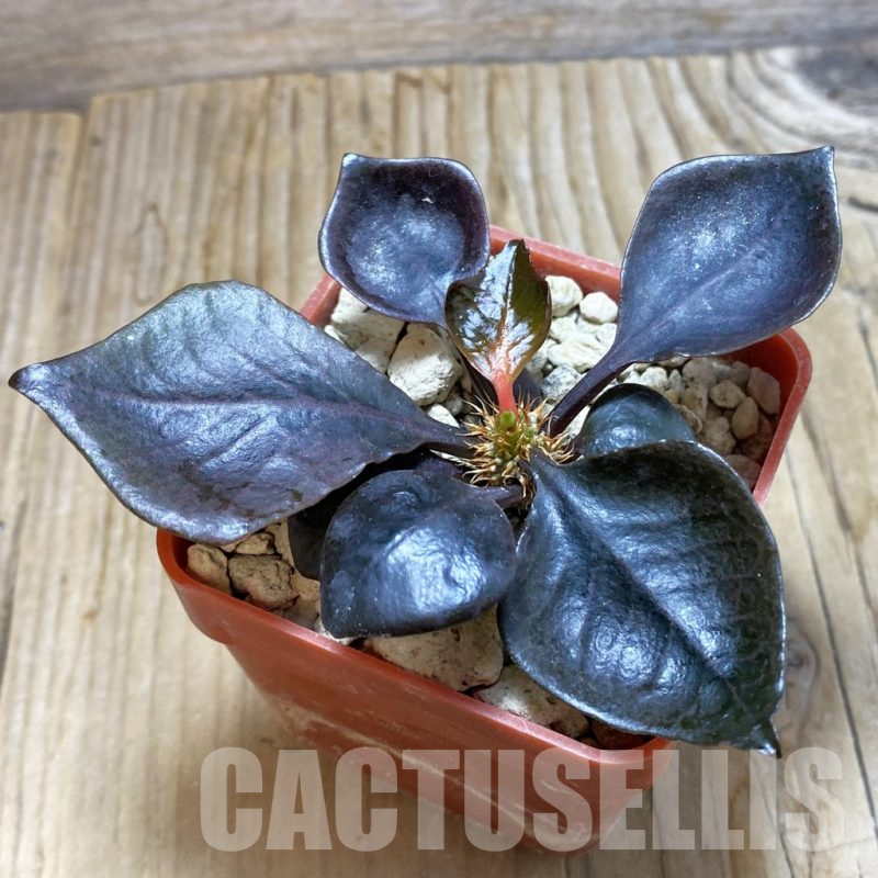 SH6607 Euphorbia francoisii hybrid