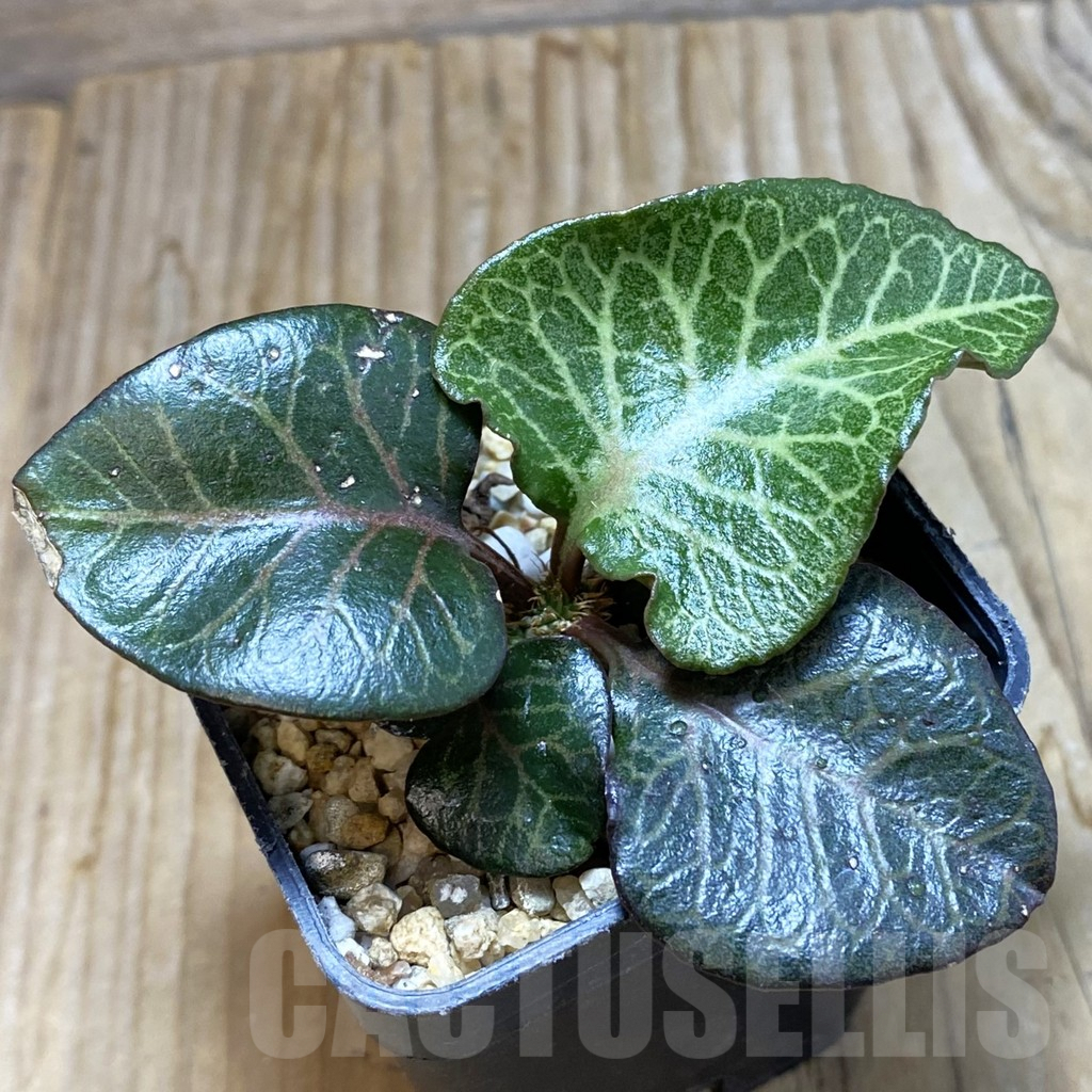 SH6610 Euphorbia francoisii hybrid