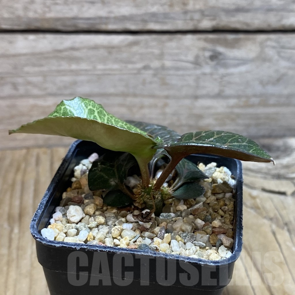 SH6610 Euphorbia francoisii hybrid - immagine 2