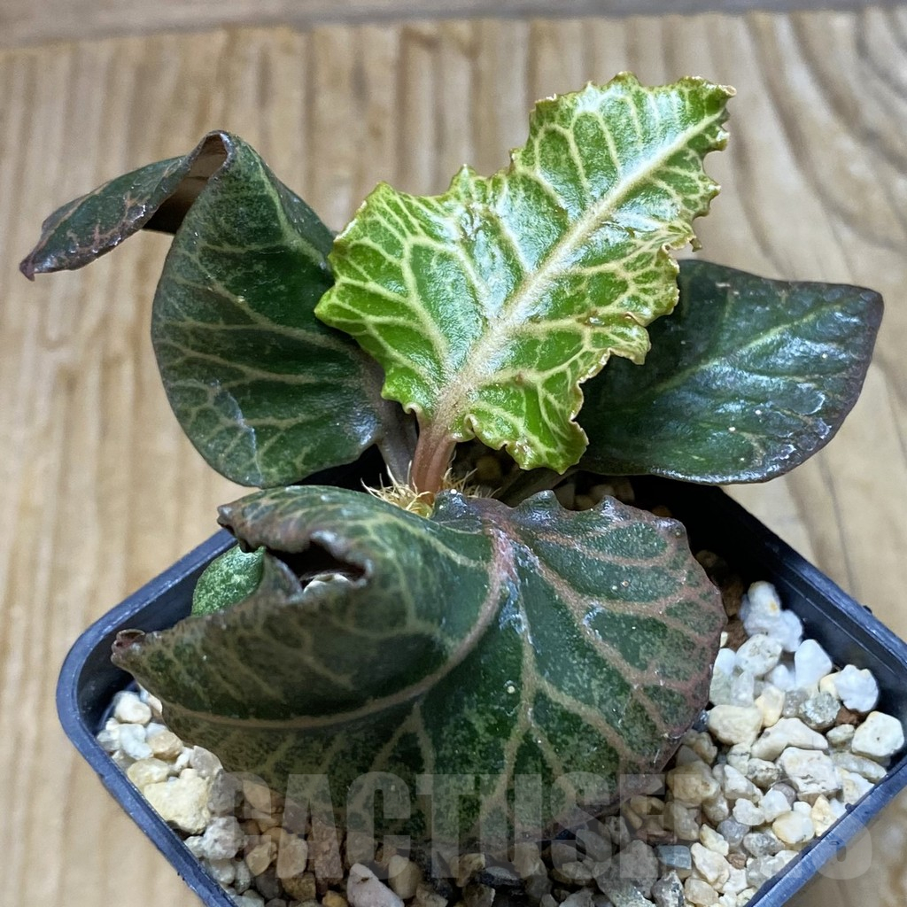 SH6612 Euphorbia francoisii hybrid