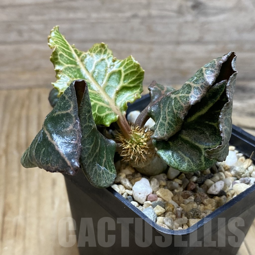 SH6612 Euphorbia francoisii hybrid - immagine 2