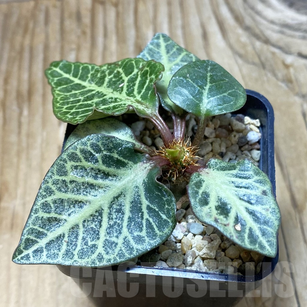 SH6613 Euphorbia francoisii hybrid