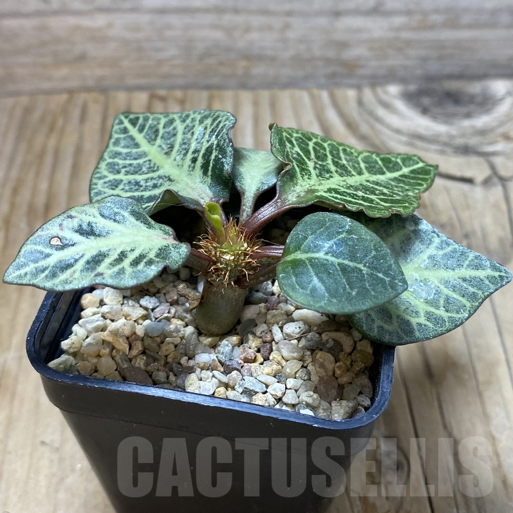 SH6613 Euphorbia francoisii hybrid - Image 2