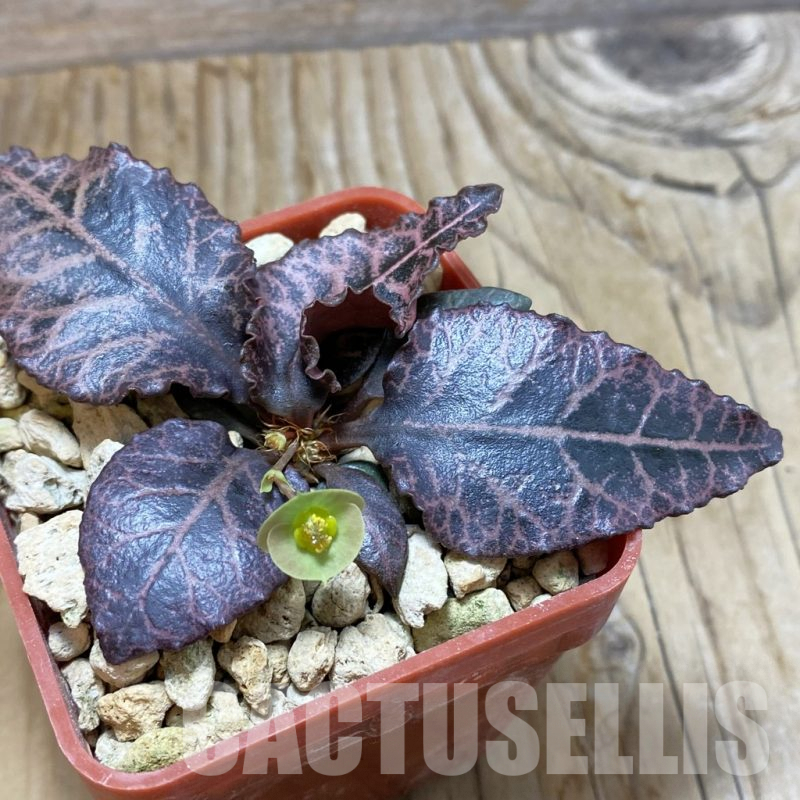 SH6598 Euphorbia francoisii hybrid