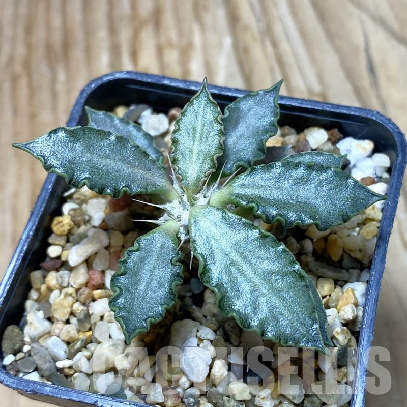 SH6620 Euphorbia tulearensis