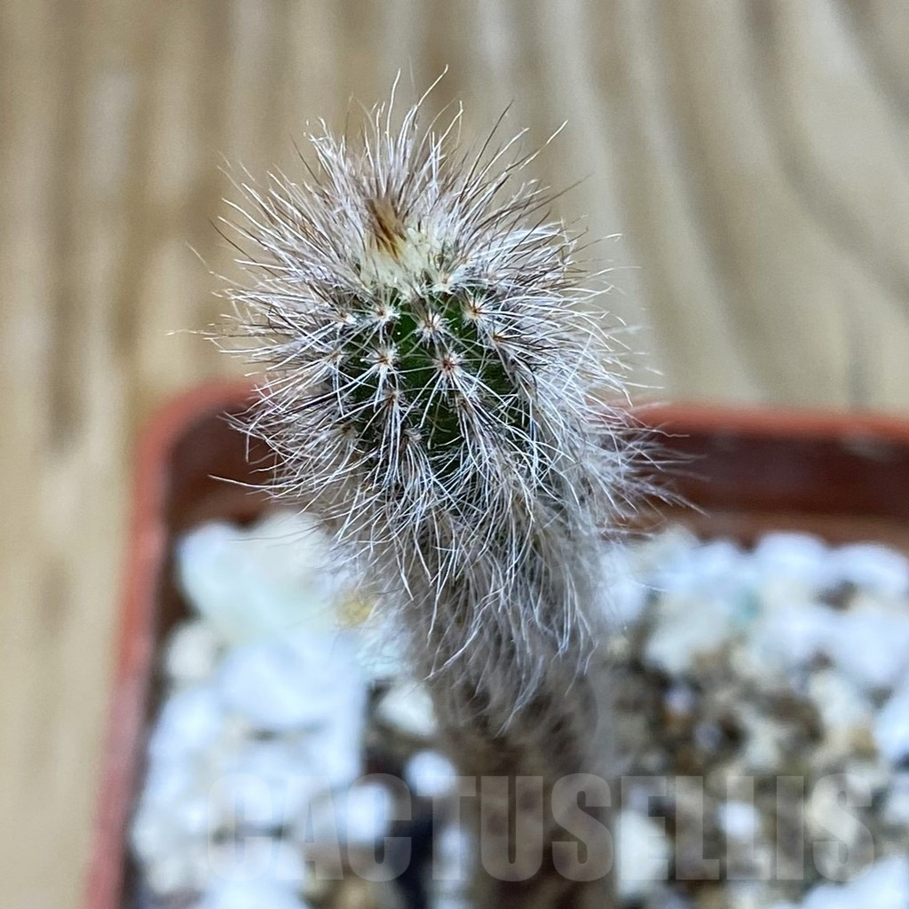 SH6627 Echinocereus schmollii