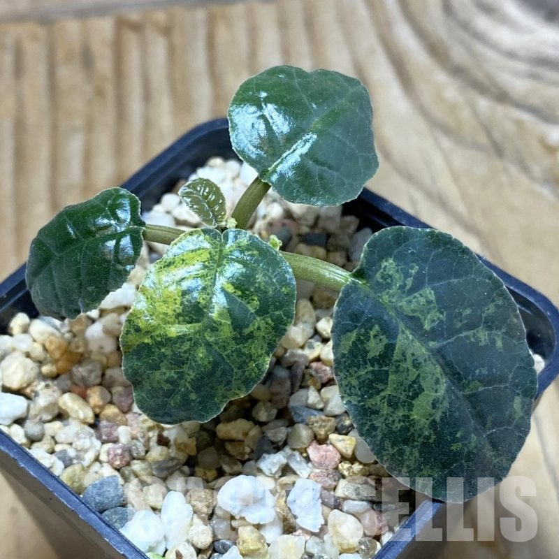 SH6740 Dorstenia foetida f. variegata